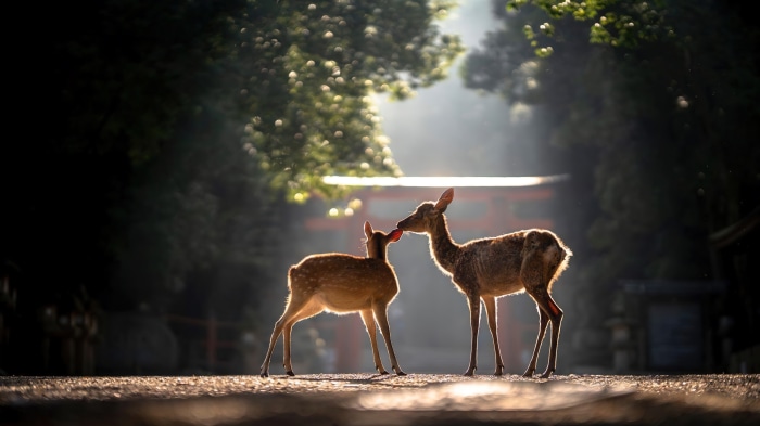 Two deer in front of a torii gate