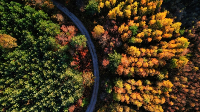 Aerial view of a forest road in autumn
