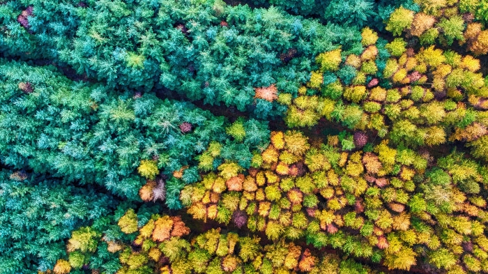 Aerial view of a forest in autumn
