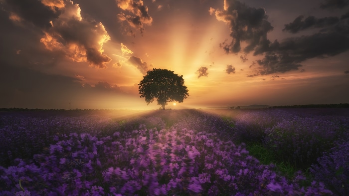 Tree in Lavender Field at Sunrise 4K