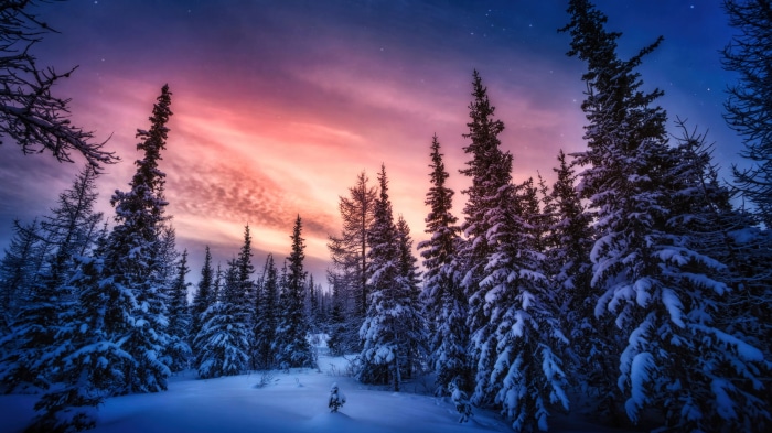 Snowy forest at sunset 4K