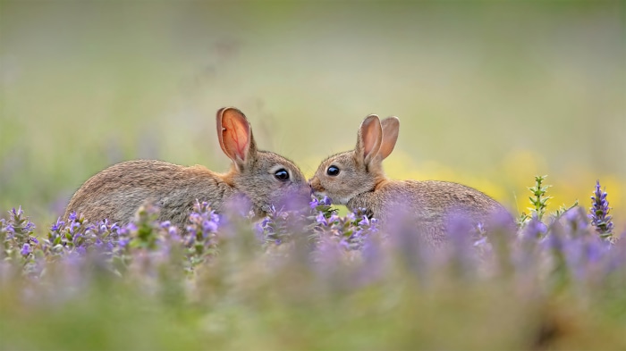 Two rabbits in purple flowers 4K