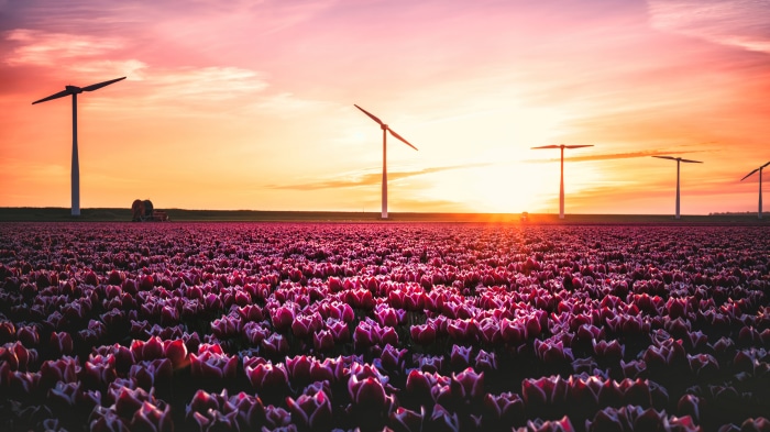 Tulip field with wind turbines at sunset 4K