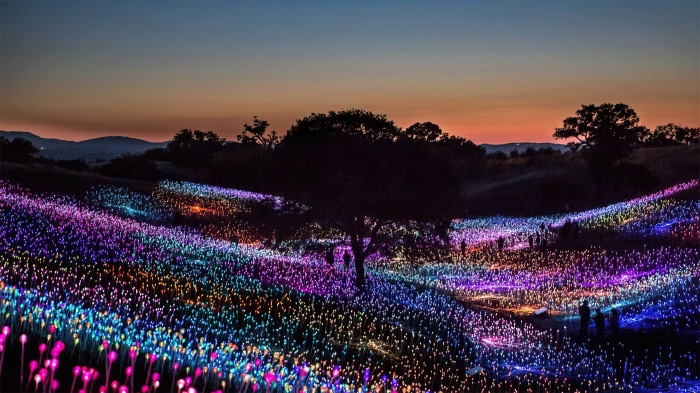 Field of lights at sunset