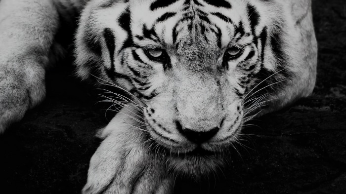 Close-up of a white tiger's face in 4K