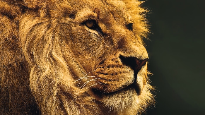 Close-up of a male lion's face in 4K