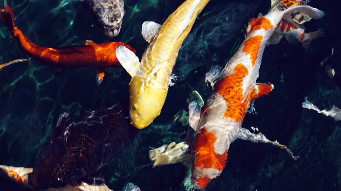 Four Koi fish swimming in dark water