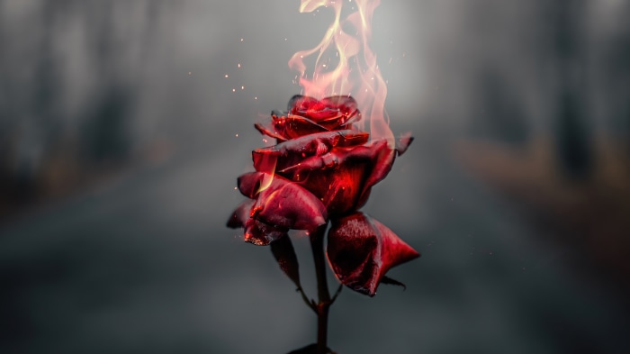 Burning Rose Digital Art 4K