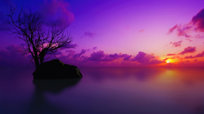 Bare tree on a rock in the ocean at sunrise