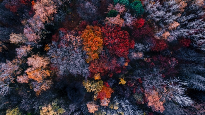 Aerial view of a colourful autumn forest