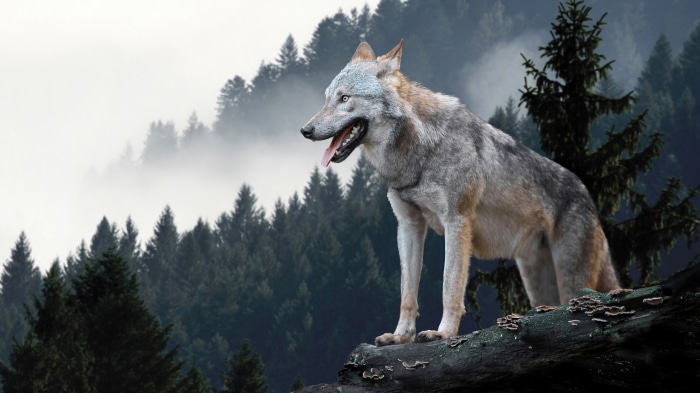 Wolf in a foggy forest 4K