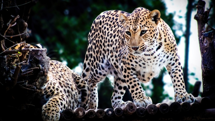 Two leopards in a forest setting, 4K