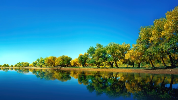Trees reflecting in a lake under a blue sky