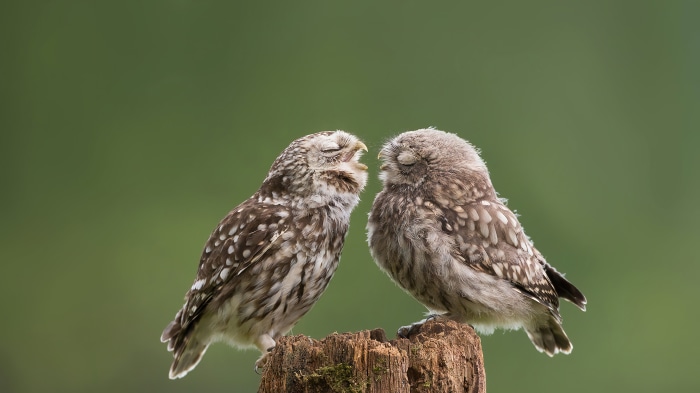 Two cute little owls on a tree stump