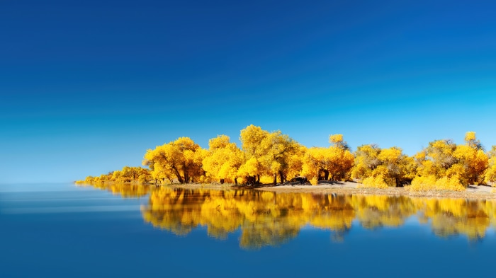 Yellow trees reflected in a lake under a blue sky
