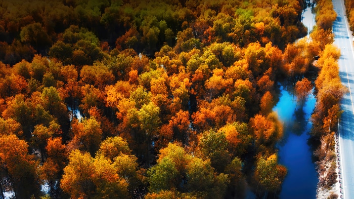 Aerial view of autumn forest and road 4K
