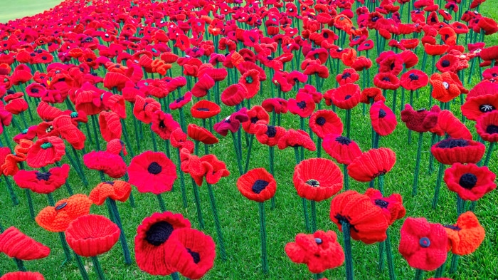 Field of knitted red poppies