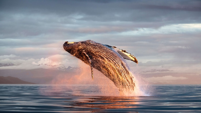 Humpback whale breaching in the ocean 4K