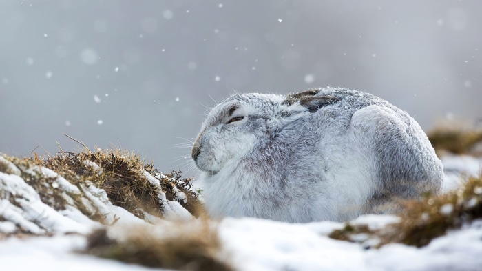 Hare in the snow