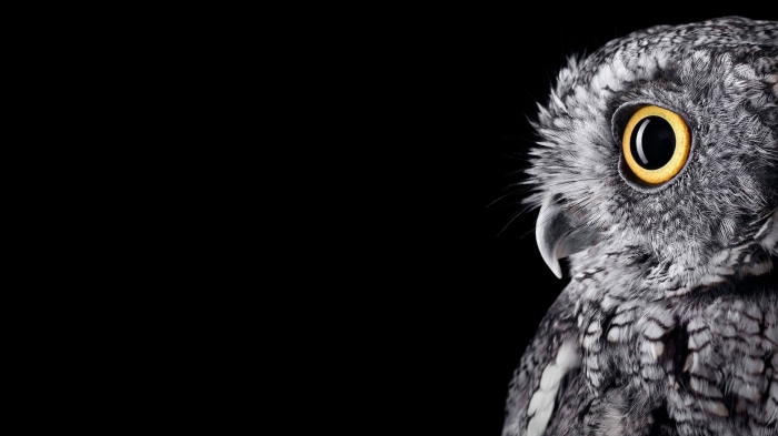 Close-up of an owl with yellow eyes