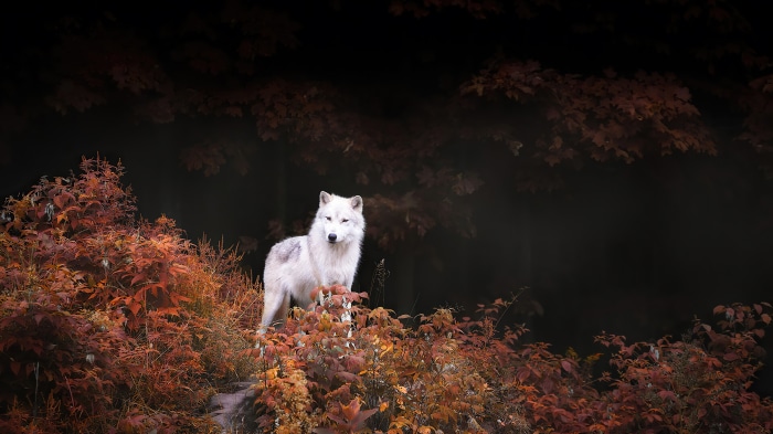 White wolf in autumn forest 4K