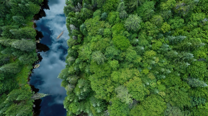 Aerial view of a river flowing through a dense forest