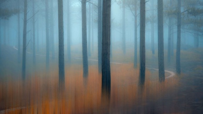 Forest with trees and fog in 4K