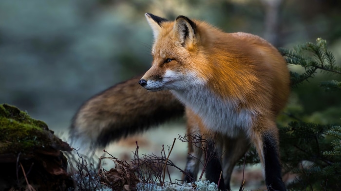 Red Fox in Forest