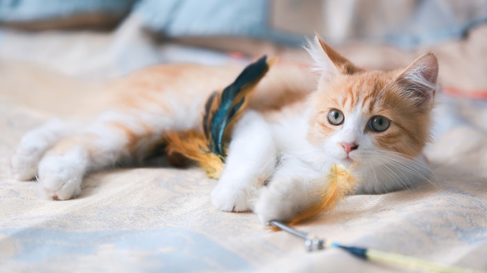 Ginger and white cat playing with a feather toy