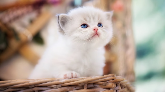 Cute White Kitten in a Basket 4K