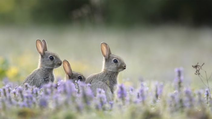 Three baby rabbits in purple flowers