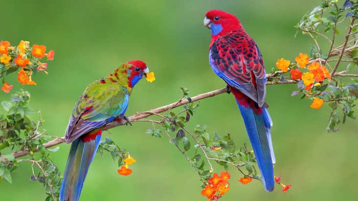 Two Crimson Rosella parrots on a branch with flowers