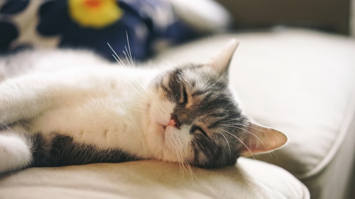 Cat sleeping on a couch