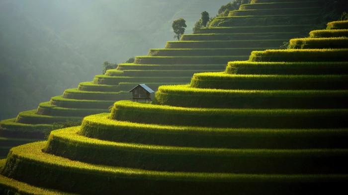 Rice Terraces with a Small Hut