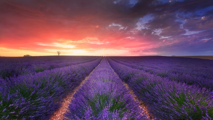 Lavender field at sunset 4K