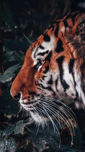 Close-up of a tiger's face in foliage