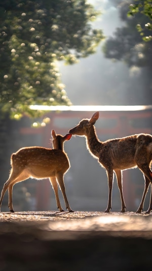 Two deer interacting in a sunlit forest
