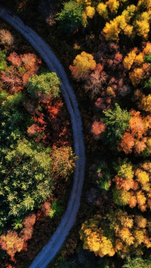 Aerial view of a winding road through an autumn forest