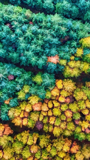 Aerial view of an autumn forest with colorful trees