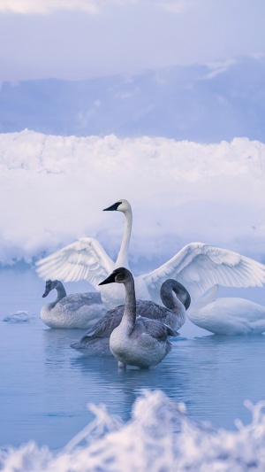Swans in a misty, cold body of water