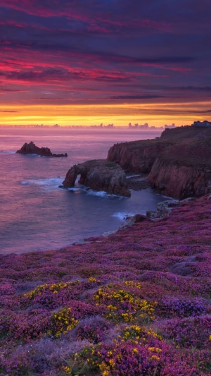 Coastal cliffs with purple flowers at sunset