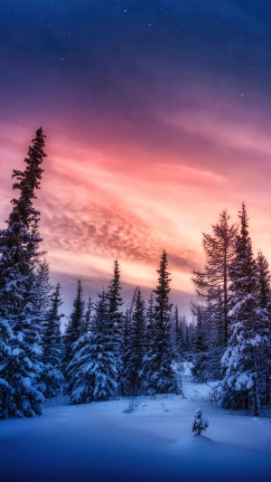 Snowy forest at sunset with colorful sky