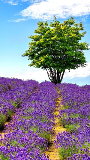 A lone tree stands in a vibrant lavender field under a blue sky