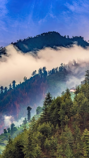 Misty Mountains with Pine Forest and a House