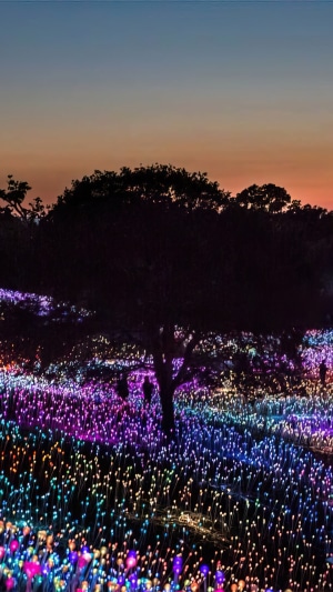 Field of glowing flowers at sunset with silhouetted trees