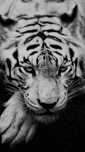 Close-up of a white tiger's face