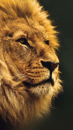 Close-up of a male lion's face