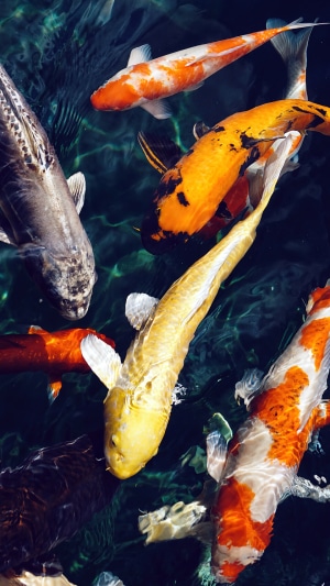 Koi fish swimming in dark water