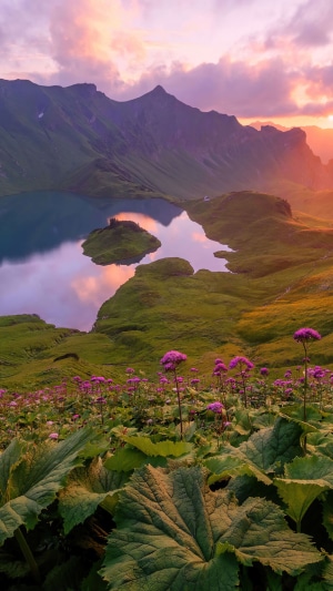 Mountain lake at sunset with purple flowers