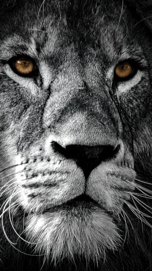 Close-up of a monochrome lion's face
